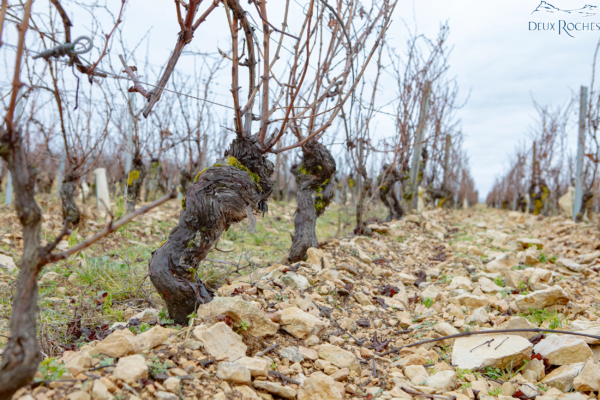 Winter vines and limestone soil at Domaine Deux Roches Close-up of old vines in winter on stony limestone soil at Domaine Deux Roches.