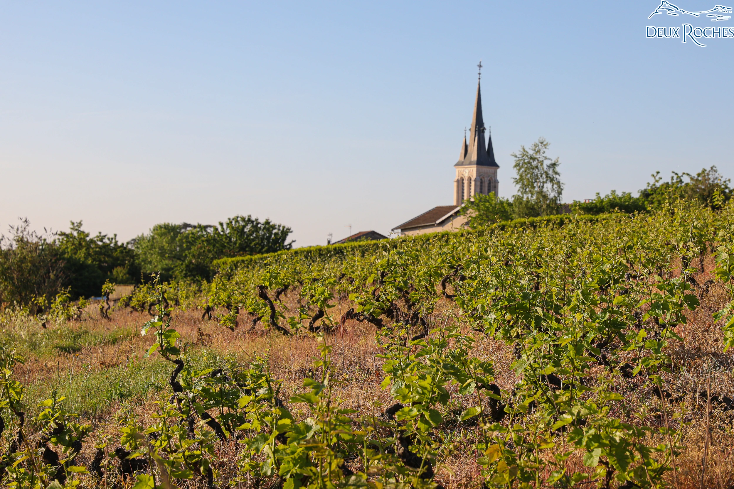 Vineyard in Burgundy with village church steeple in the background.