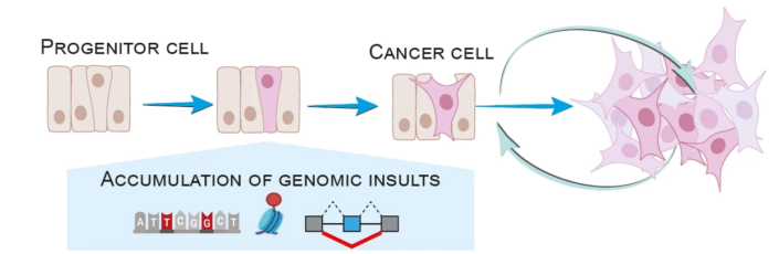 Scientific diagram illustrating the transformation of a progenitor epithelial cell into a cancer cell, highlighting genomic alterations.