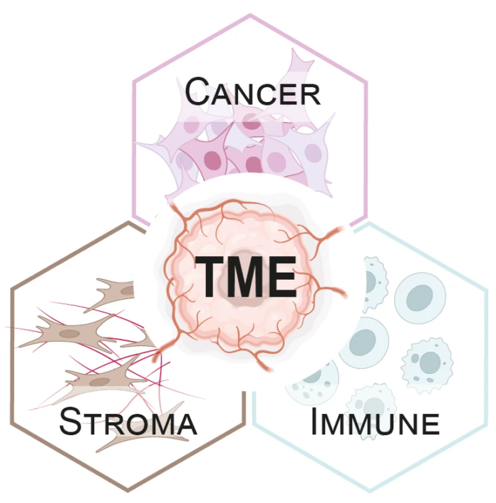 Scientific diagram illustrating the tumor microenvironment (TME), showing interactions between cancer, stromal, and immune cells.