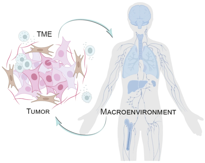 Scientific diagram showing the bidirectional interaction between tumor microenvironment (TME) and the human macroenvironment.