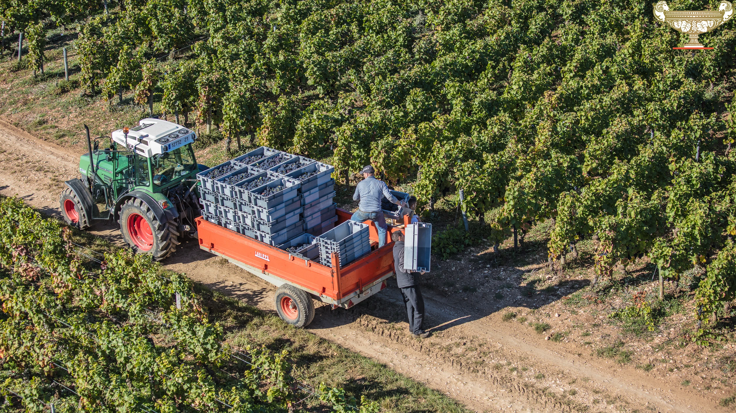 Tractor collecting grape crates during harvest at Domaine Gros Frère et Sœur in Vosne-Romanée vineyards.
