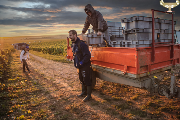 Early morning grape harvest at Domaine Gros Frère et Sœur, Burgundy Harvest workers loading grape crates at sunrise in a vineyard in Burgundy, France