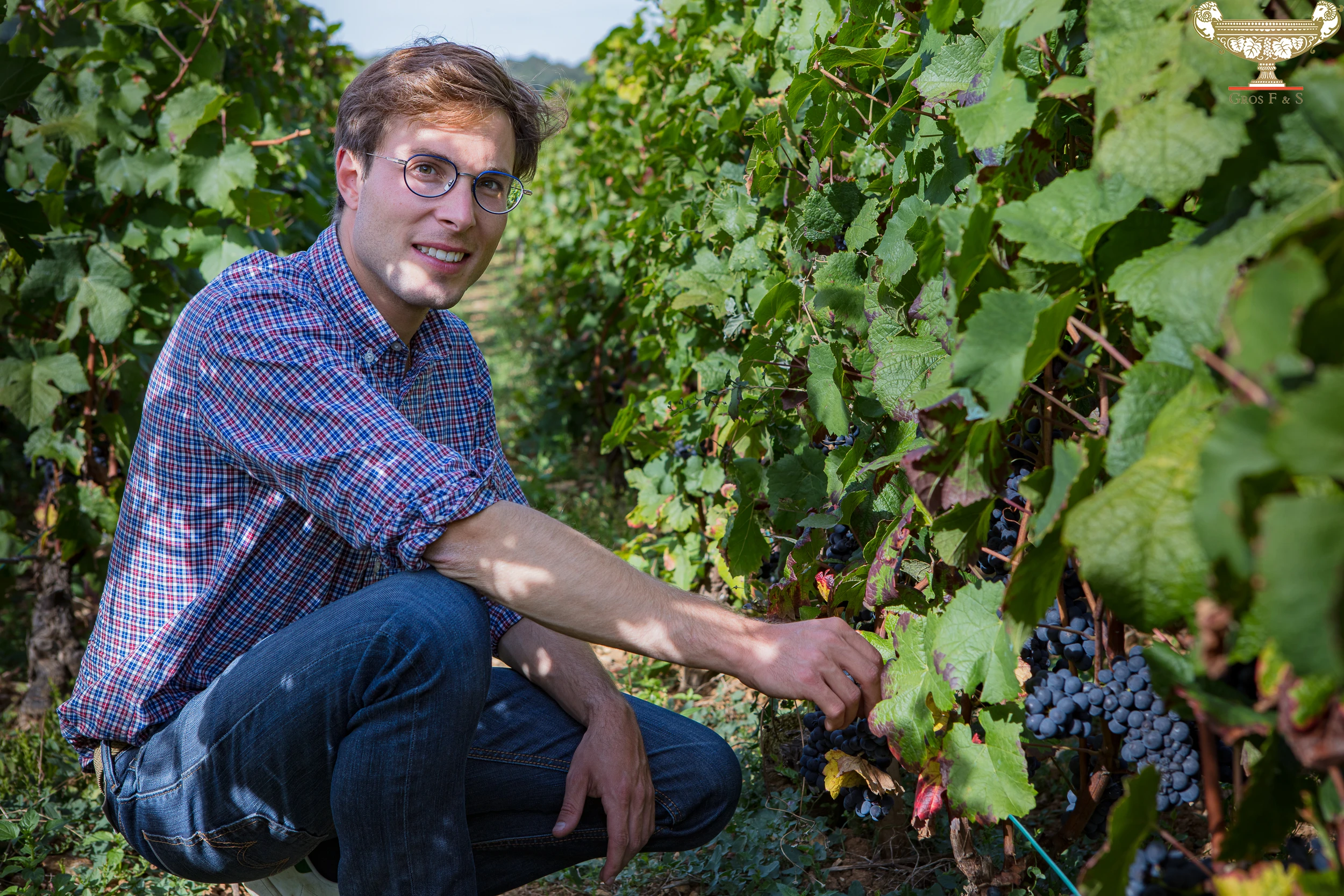 Vincent Gros inspecting ripe Pinot Noir grapes in the vineyard at Domaine Gros Frère et Sœur, Burgundy, France.