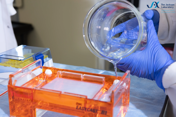Gloved hand pouring buffer into an orange gel electrophoresis tank