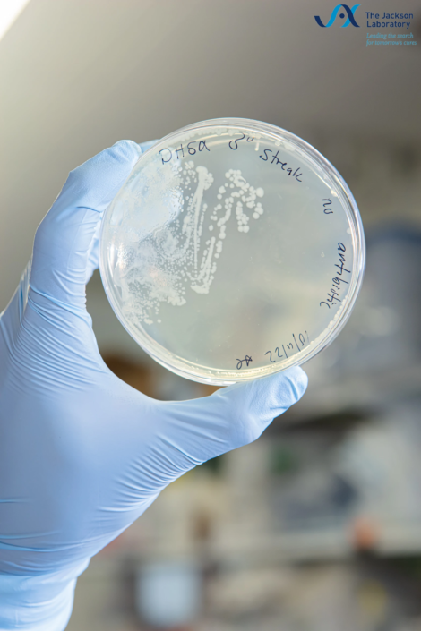 Gloved hand holding a hand-labeled Petri dish with bacterial colonies up to the light
