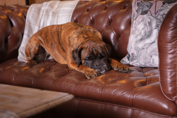 Humorous scene of a dog lounging on a leather sofa – Atelier Gris Mousse creative interior campaign