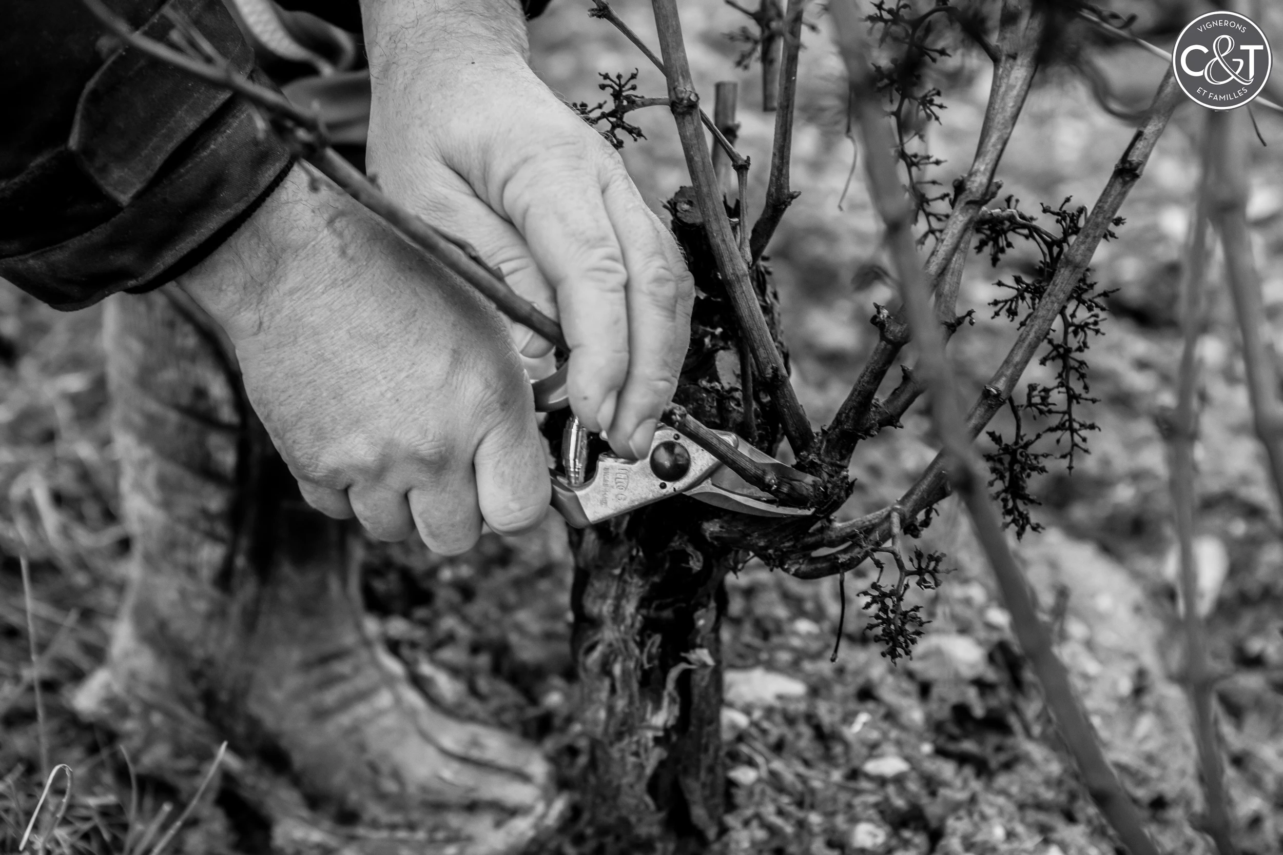 Close-up of vine pruning by hand at Collovray & Terrier vineyard in Burgundy.