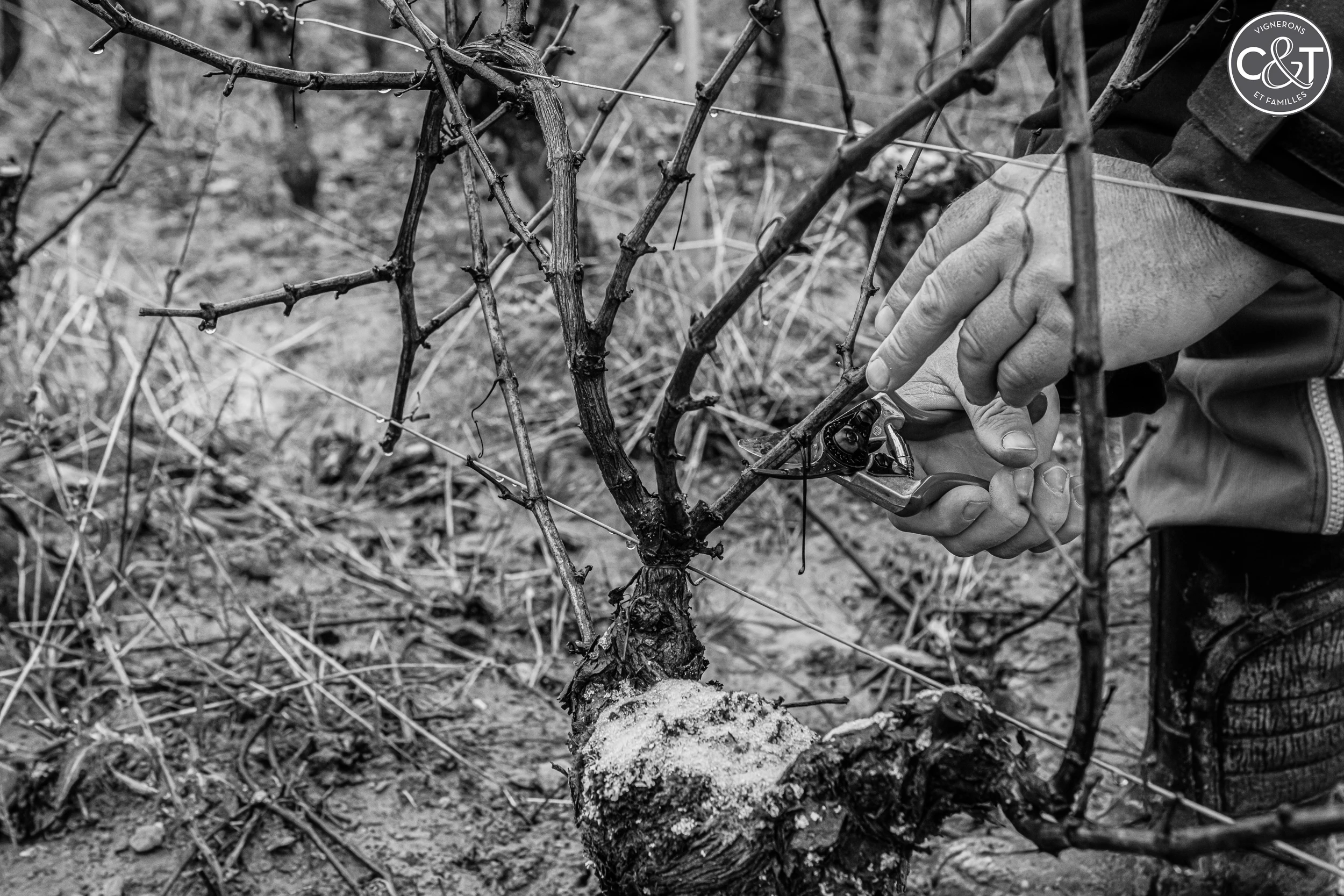 Winter pruning in the vineyard at Collovray & Terrier – close-up of a vintner's hands in Burgundy.