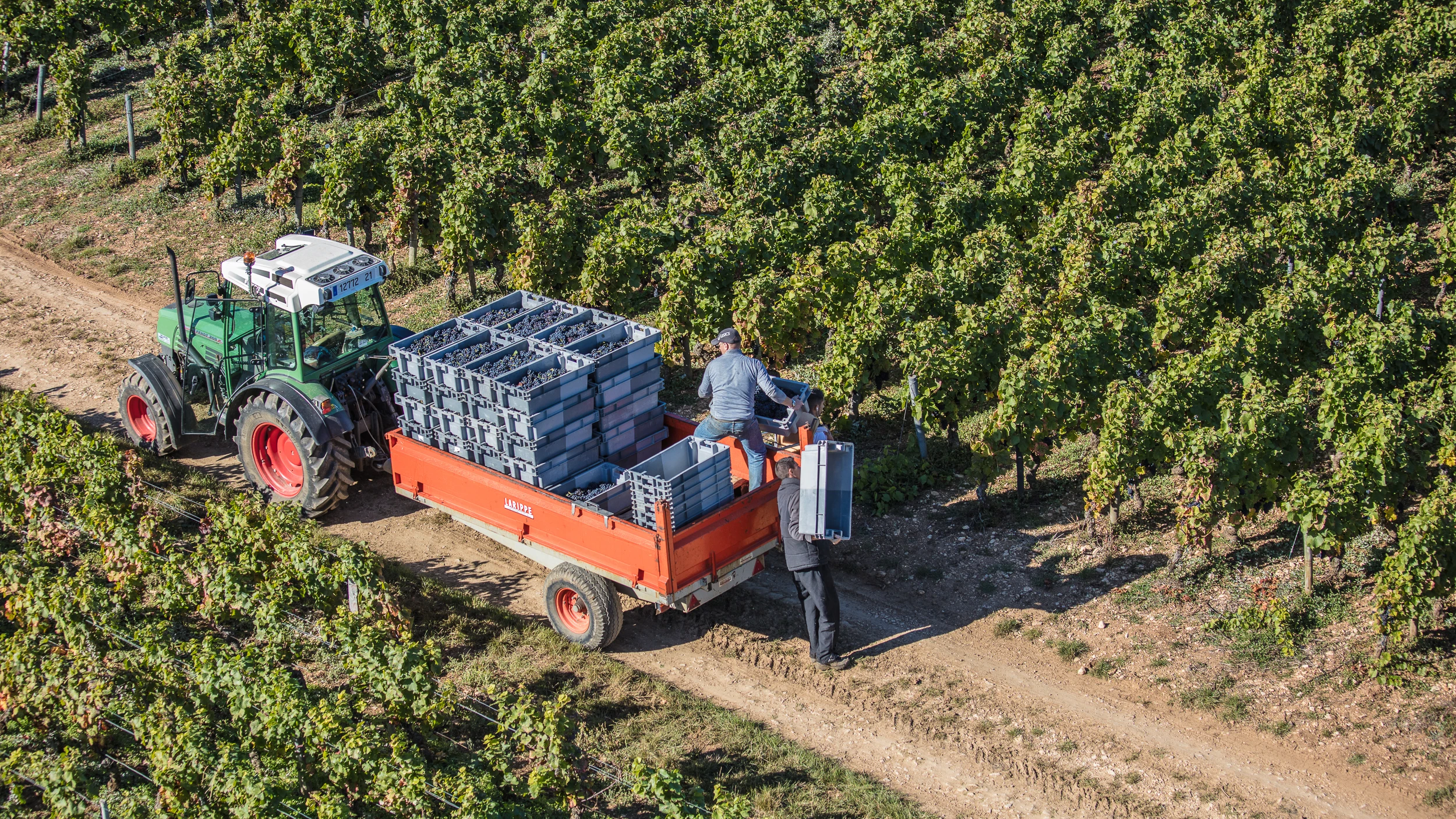 Tractor collecting grape crates during harvest at Domaine Gros Frère et Sœur in Vosne-Romanée vineyards.