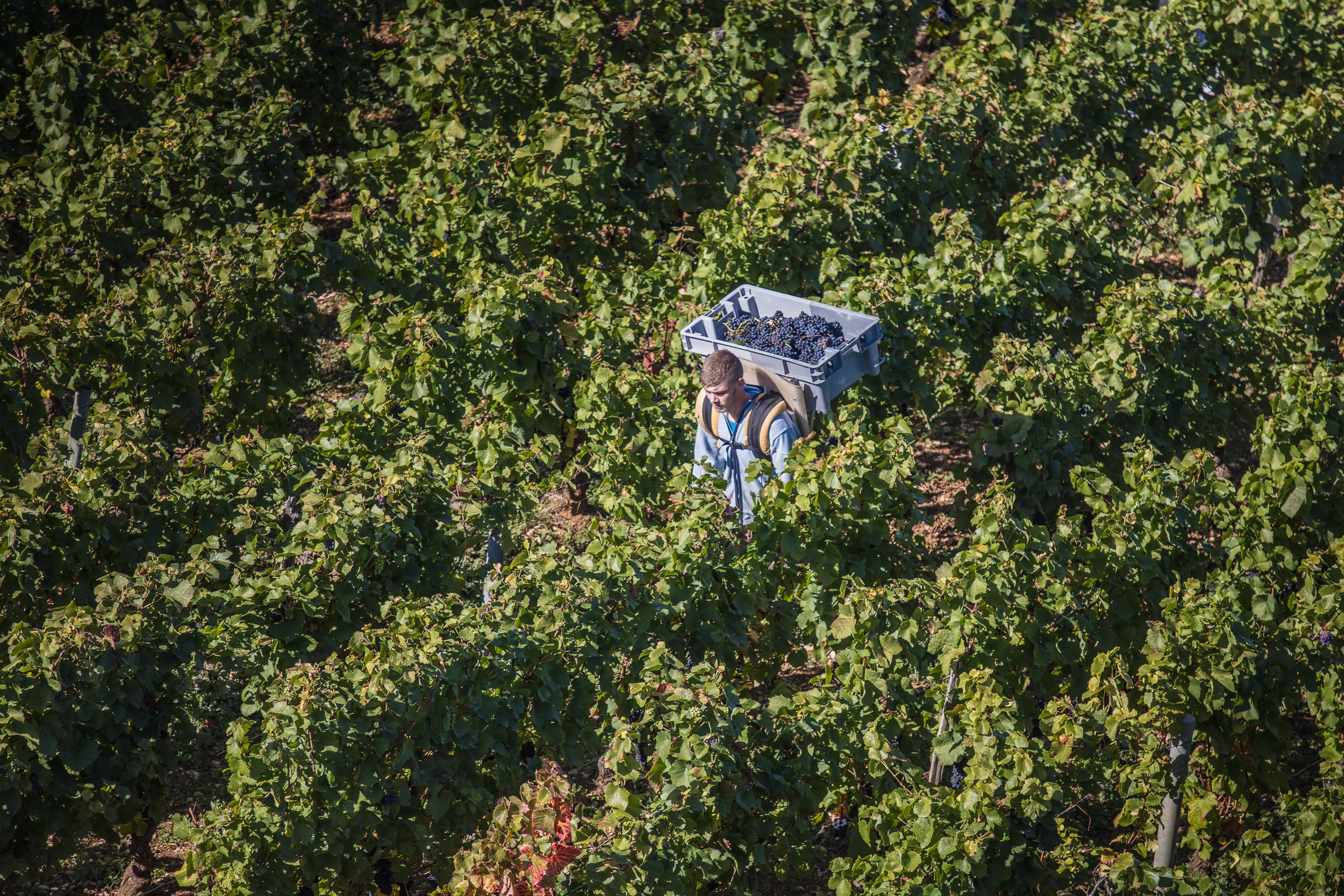 Grape harvester carrying a full crate through the vineyard rows at Domaine Gros Frère et Sœur, Burgundy.