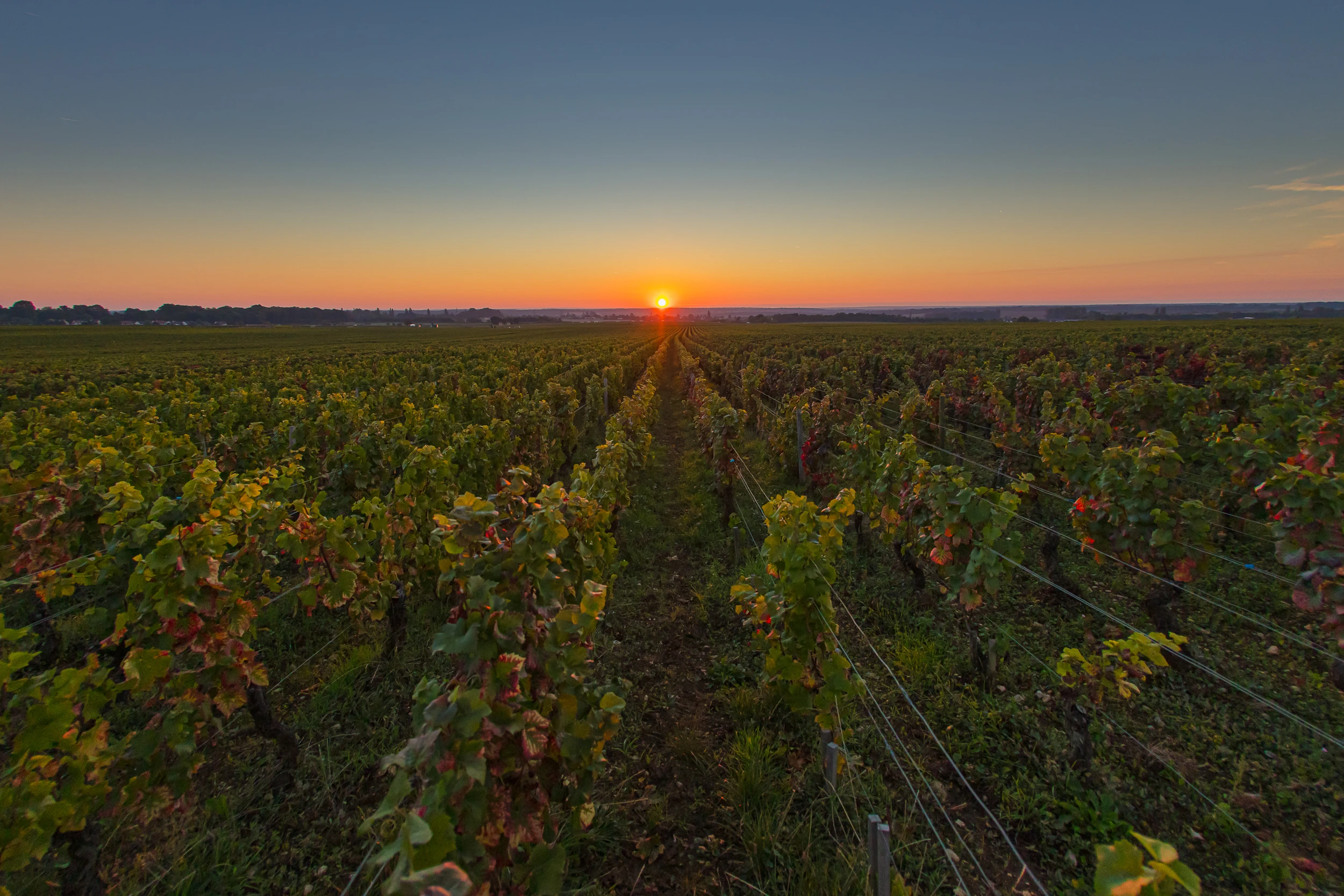 Sunrise Over Vosne-Romanée Vineyards – Domaine Gros Frère et Sœur Sunrise over the vineyards of Domaine Gros Frère et Sœur in Vosne-Romanée, Burgundy.