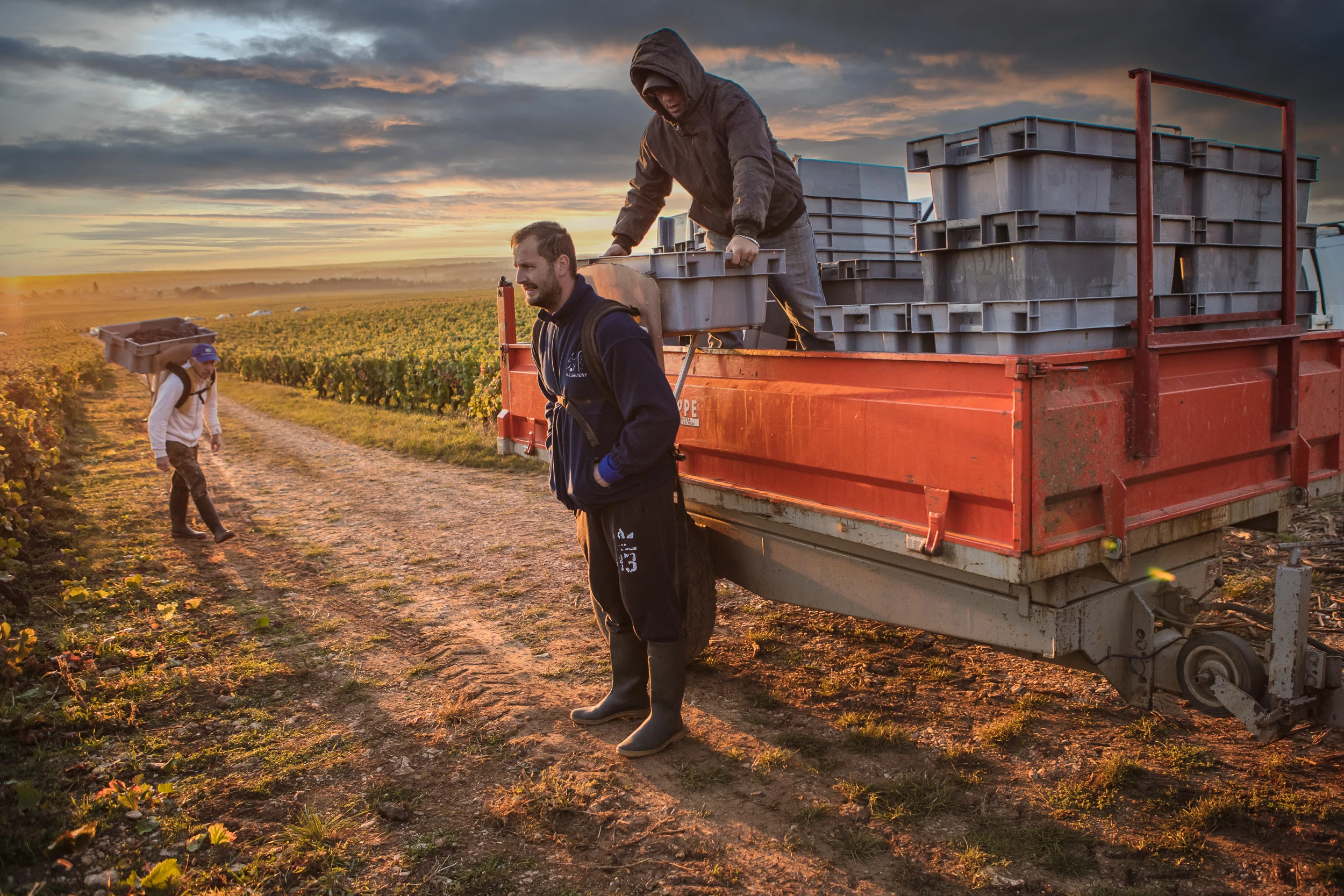 Harvest workers loading grape crates at sunrise in a vineyard in Burgundy, France