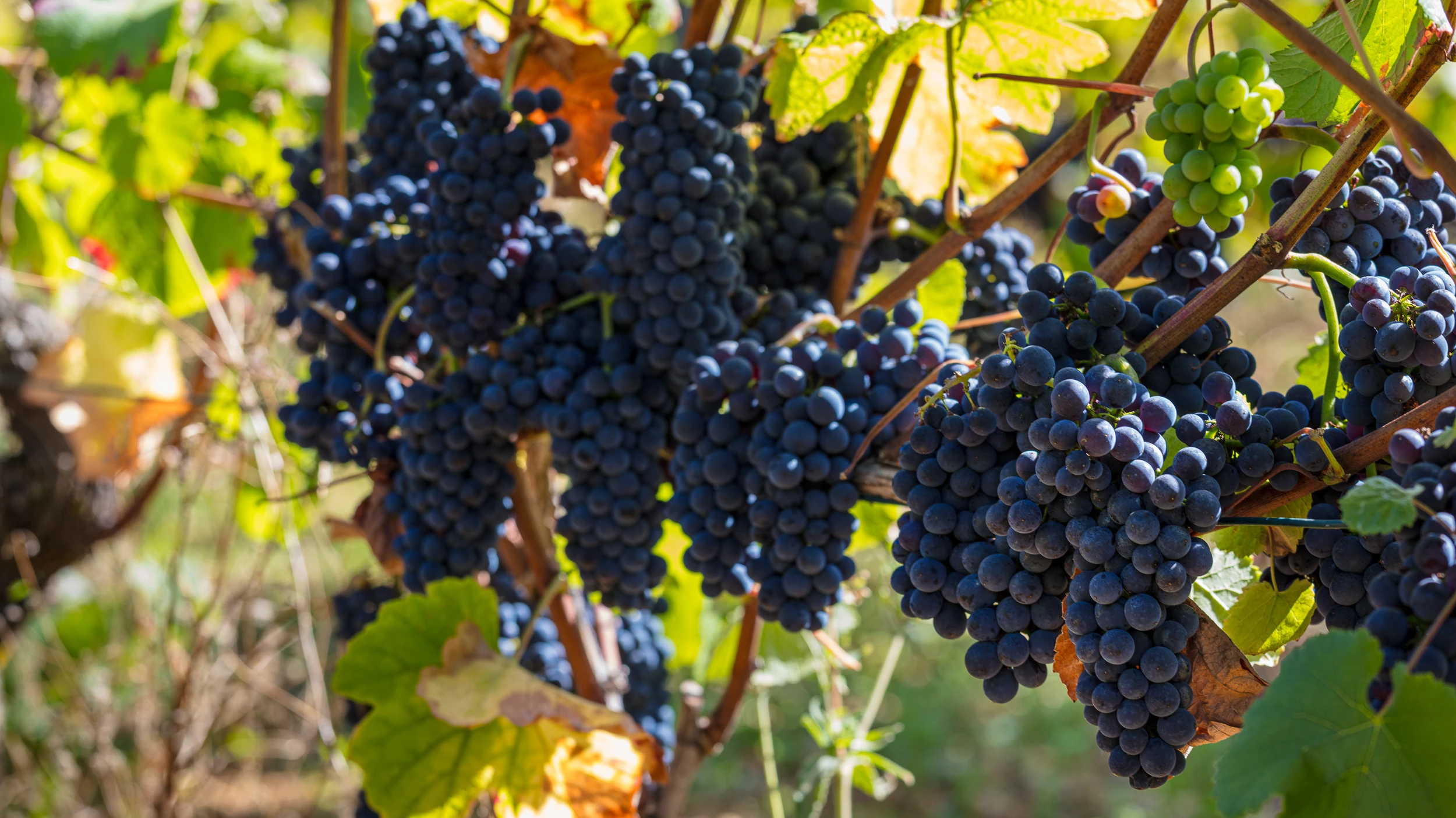 Close-up of ripe Pinot Noir grape clusters on the vine at Domaine Gros Frère et Sœur vineyard.