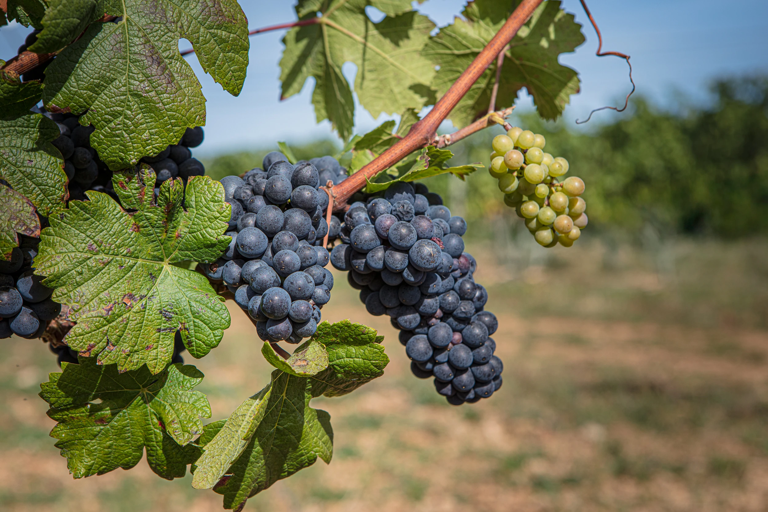 Close-up of ripe red and green grape clusters hanging on the vine at Domaine Gros Frère et Sœur, Burgundy vineyard.