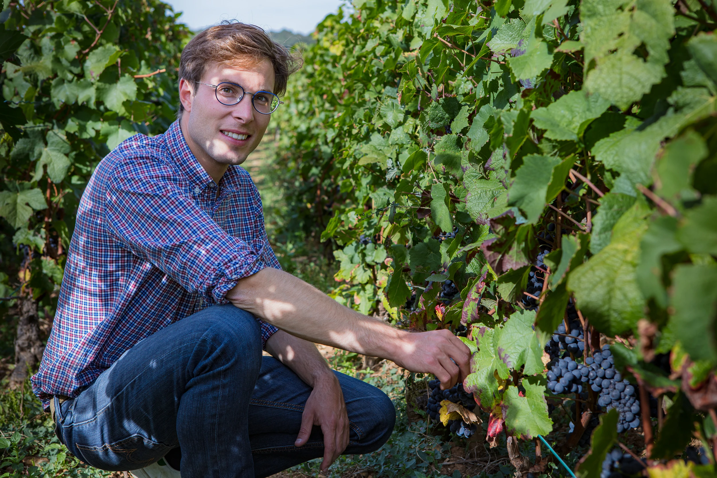Vincent Gros inspecting ripe Pinot Noir grapes in the vineyard at Domaine Gros Frère et Sœur, Burgundy, France.