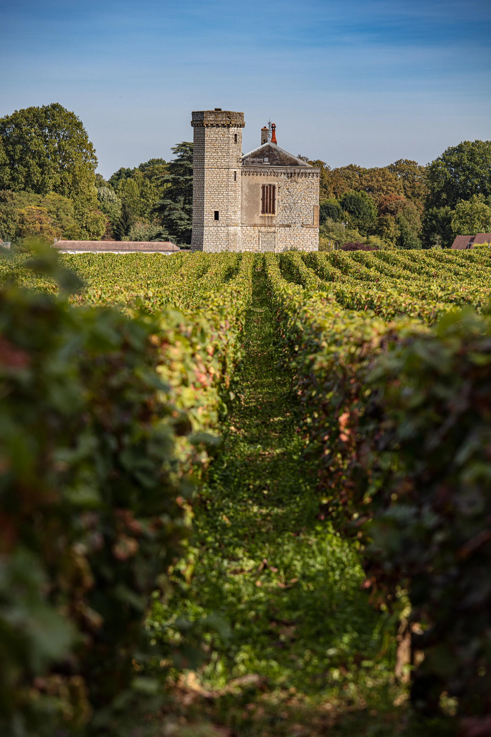 Medieval stone tower rising above Pinot Noir vines in Burgundy – Domaine Gros Frère et Sœur Stone tower surrounded by vineyard rows in Burgundy, France