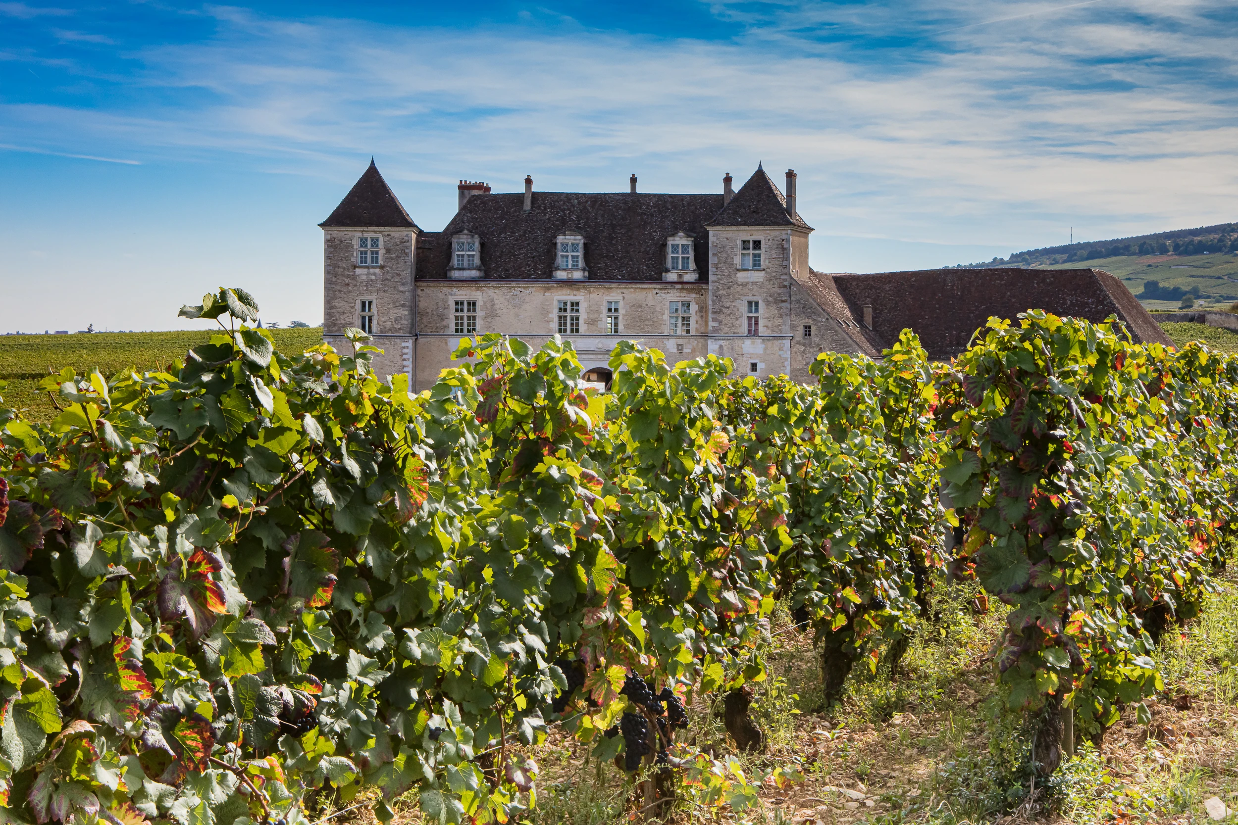 Clos de Vougeot vineyard with Château in the background, Burgundy wine region