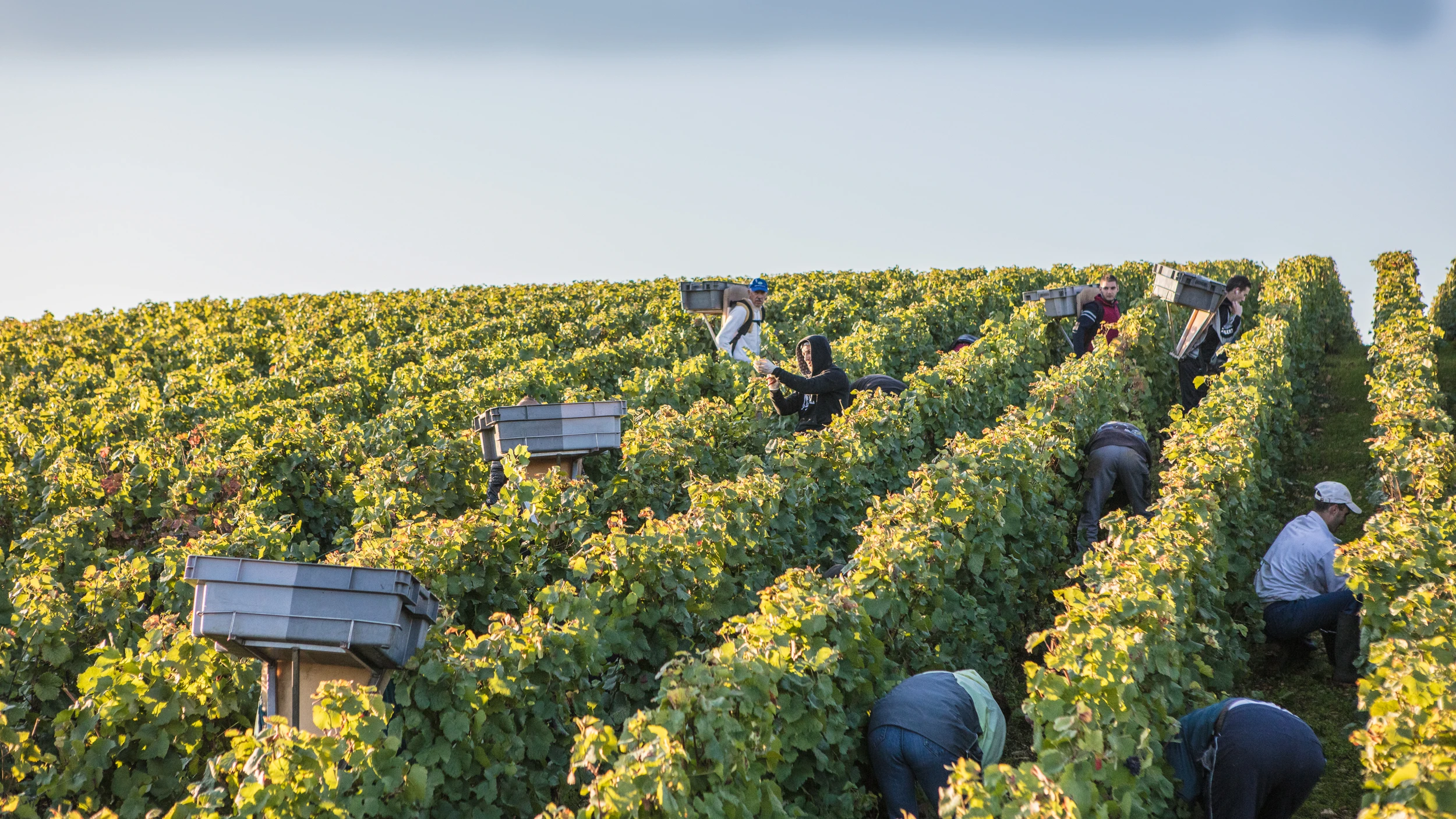 Harvest team picking grapes by hand on the slopes of Vosne-Romanée