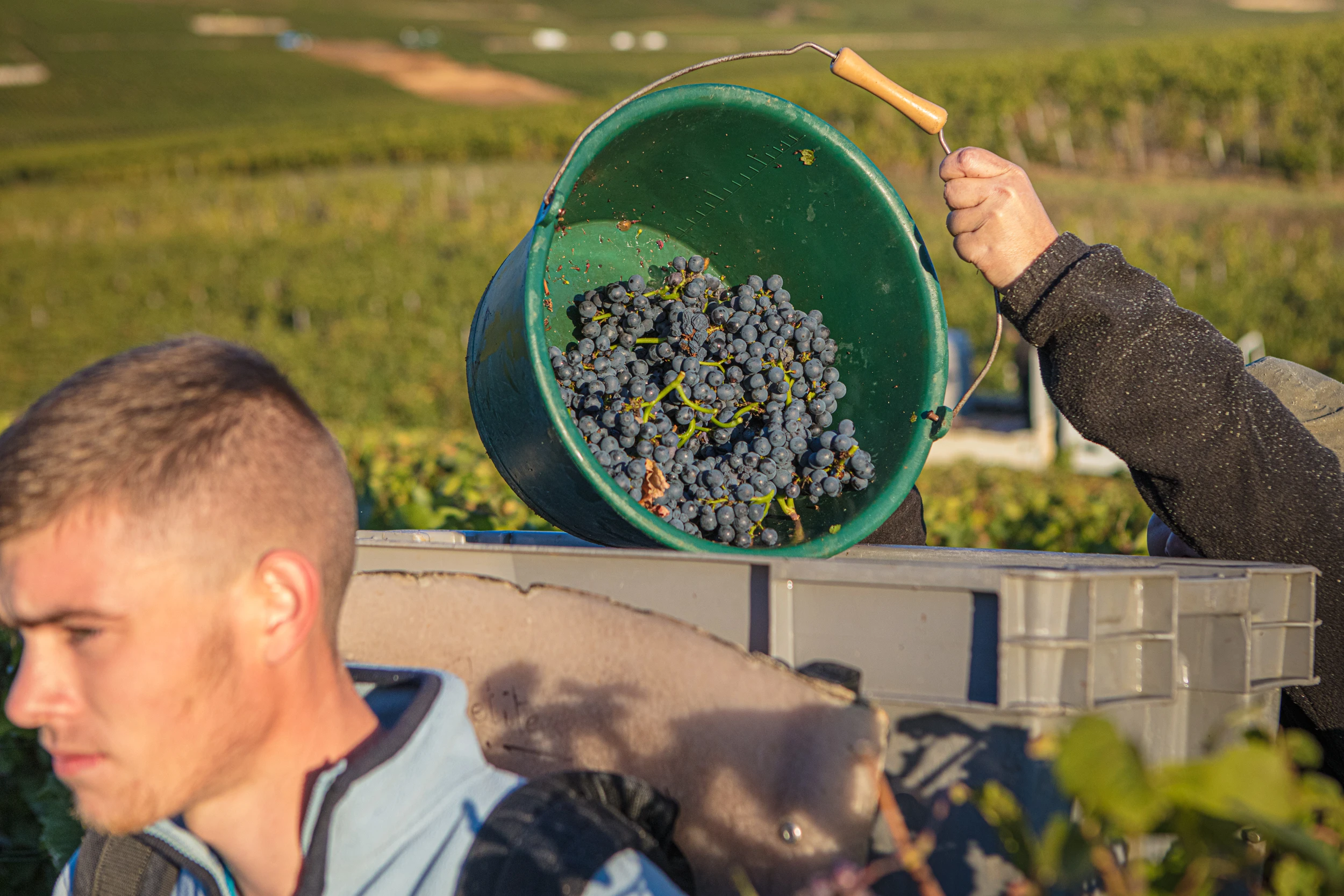 Harvesting grapes by hand in the vineyards of Vosne-Romanée