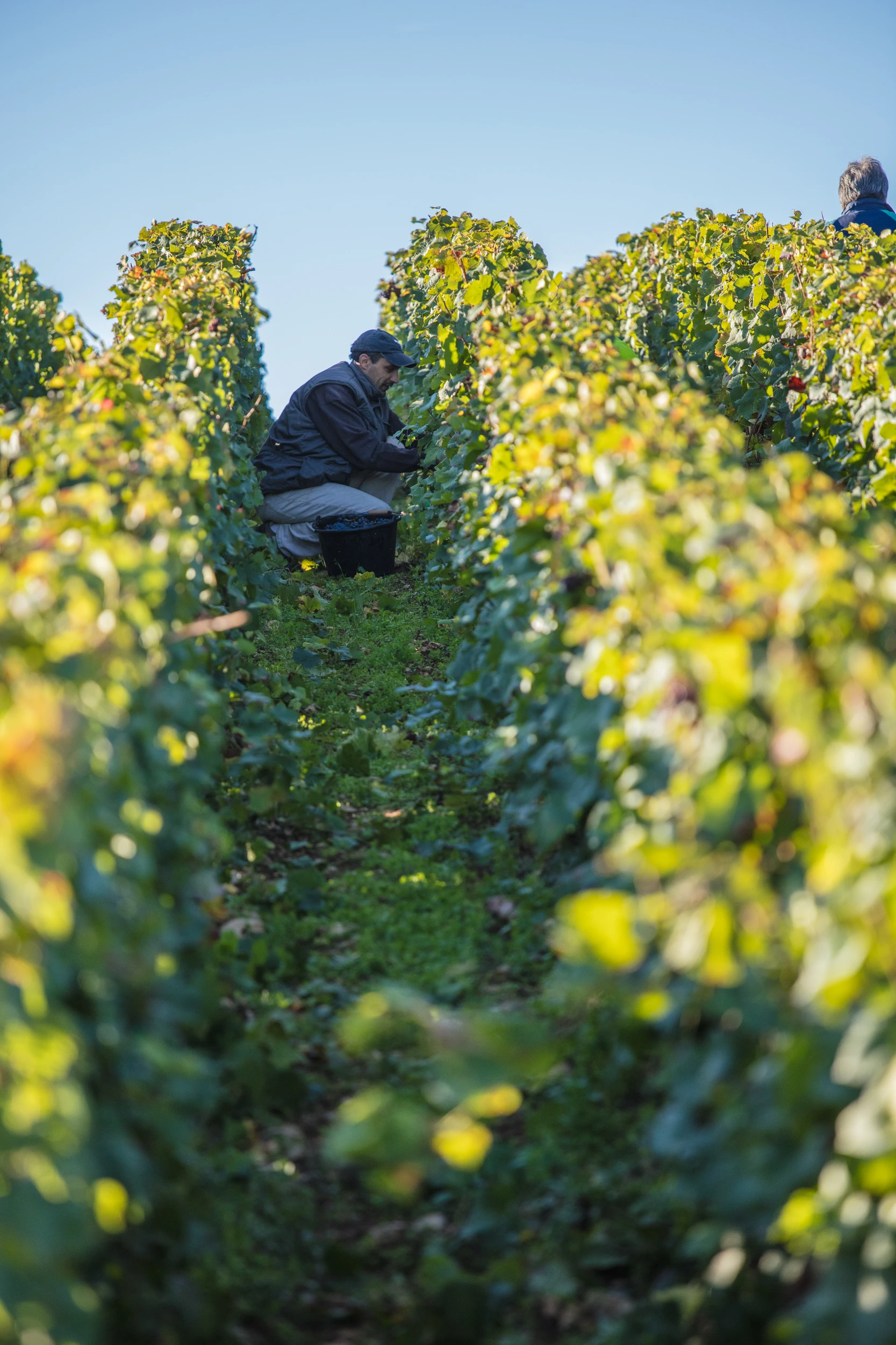 Grape picker harvesting Pinot Noir vines in Vosne-Romanée vineyard