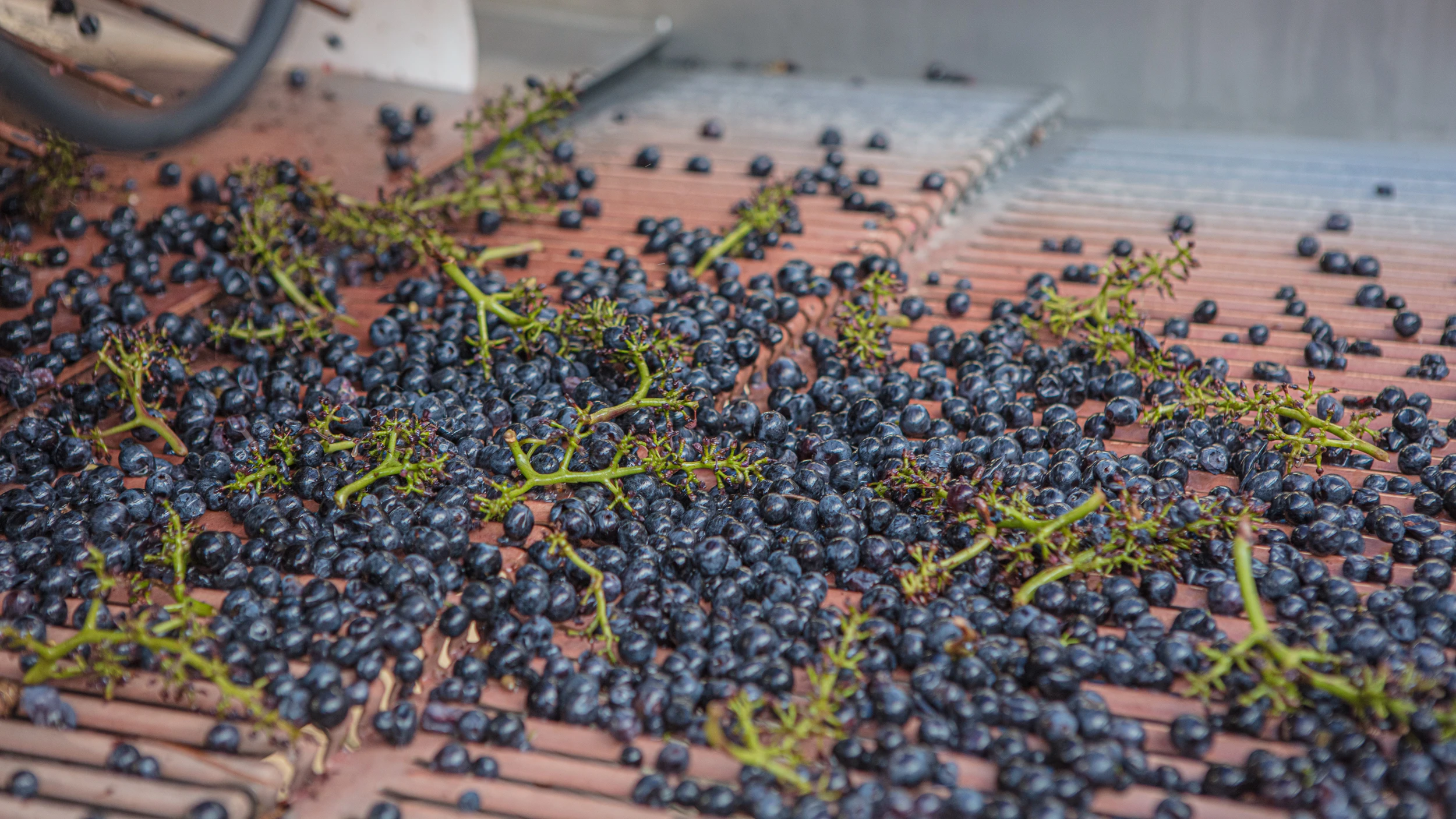 Destemmed Pinot Noir grapes on vibrating table – Gros Frère et Sœur winery
