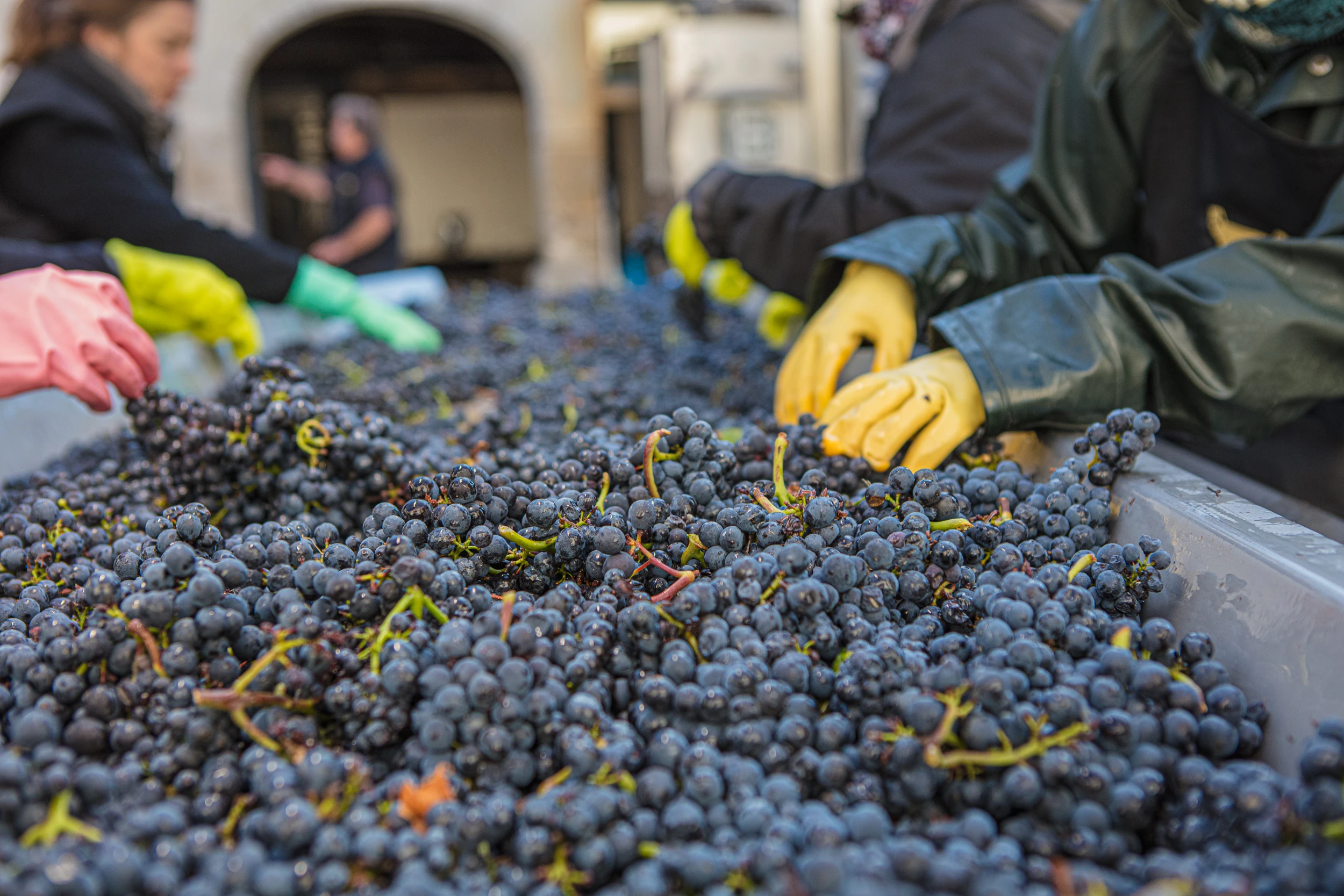 Manual grape sorting at Domaine Gros Frère et Sœur – Burgundy harvest in action