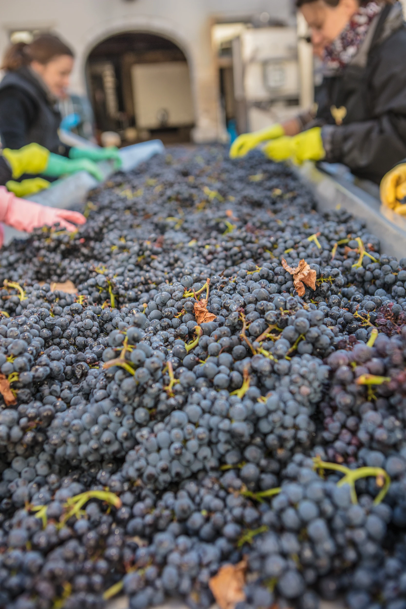 Close-up of freshly harvested grapes on sorting table – Domaine Gros Frère et Sœur, Burgundy