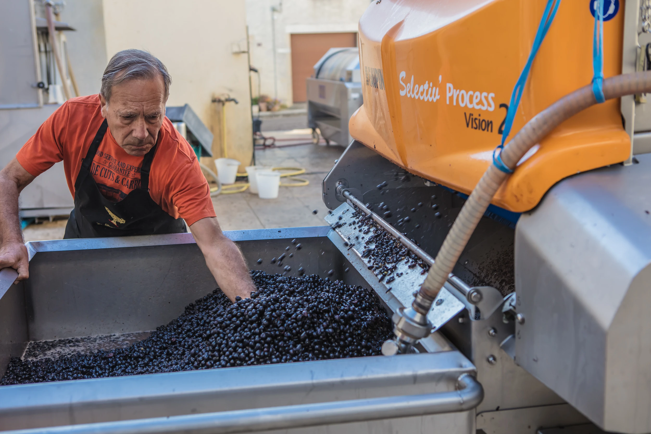 Grapes being inspected after optical sorting – Gros Frère et Sœur, Vosne-Romanée, 2016
