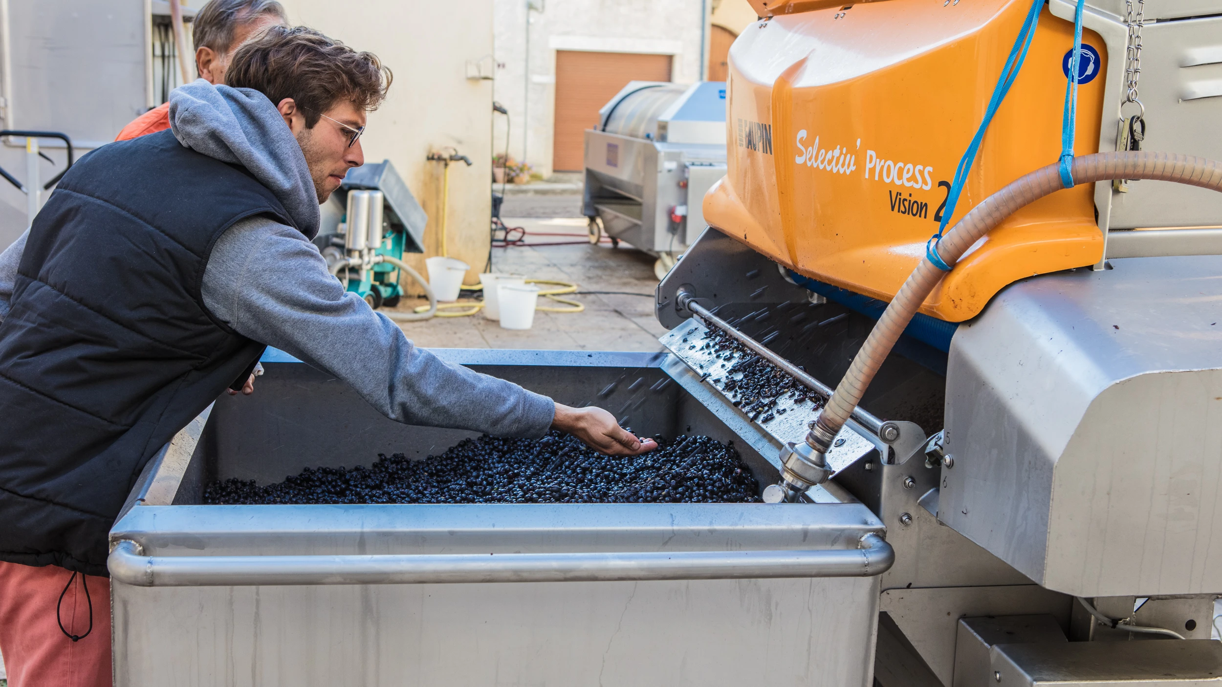 Vincent Gros inspecting Pinot Noir grapes after optical sorting – Gros Frère et Sœur, 2016