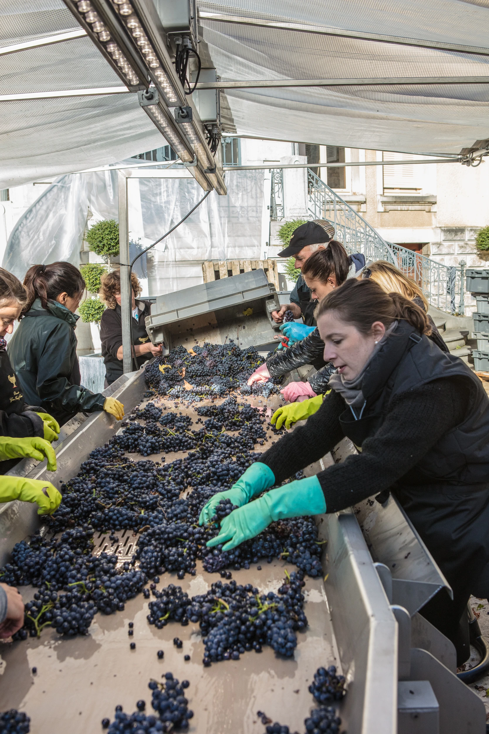 Harvest team sorting Pinot Noir grapes on vibrating table – Gros Frère et Sœur, 2016