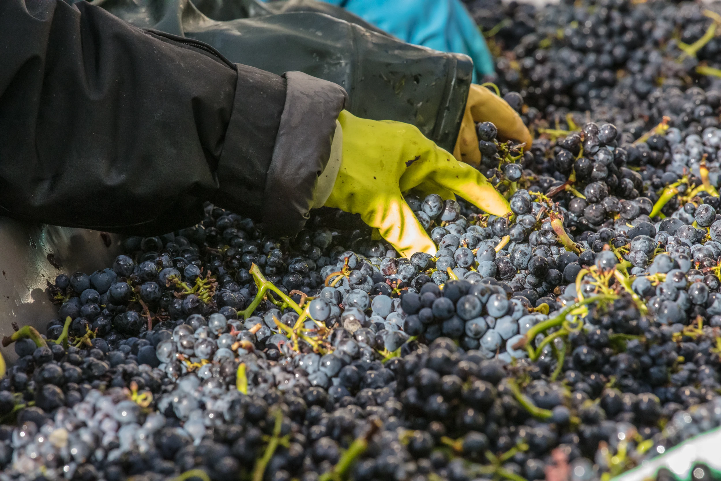 Sorting freshly harvested grapes by hand – Vosne-Romanée winery