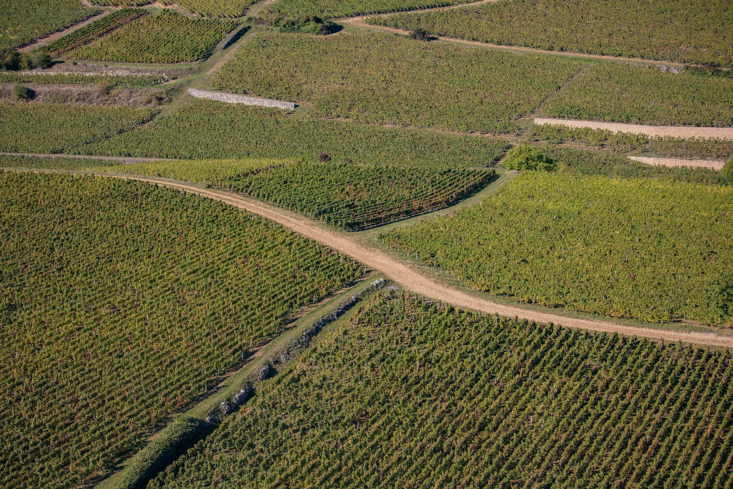 Patchwork of vineyard parcels seen from above – Vosne-Romanée, Burgundy