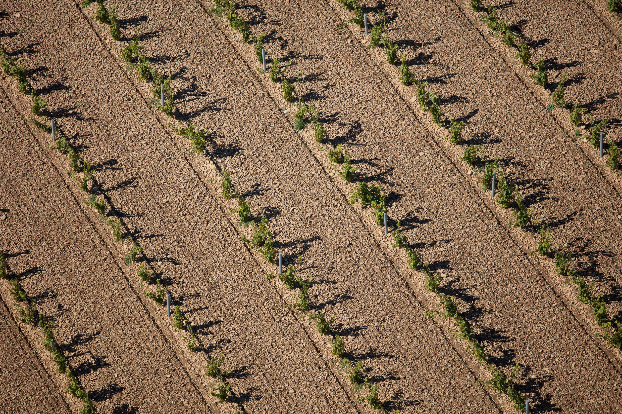 Young vines casting long shadows on tilled soil – Burgundy vineyard seen from above