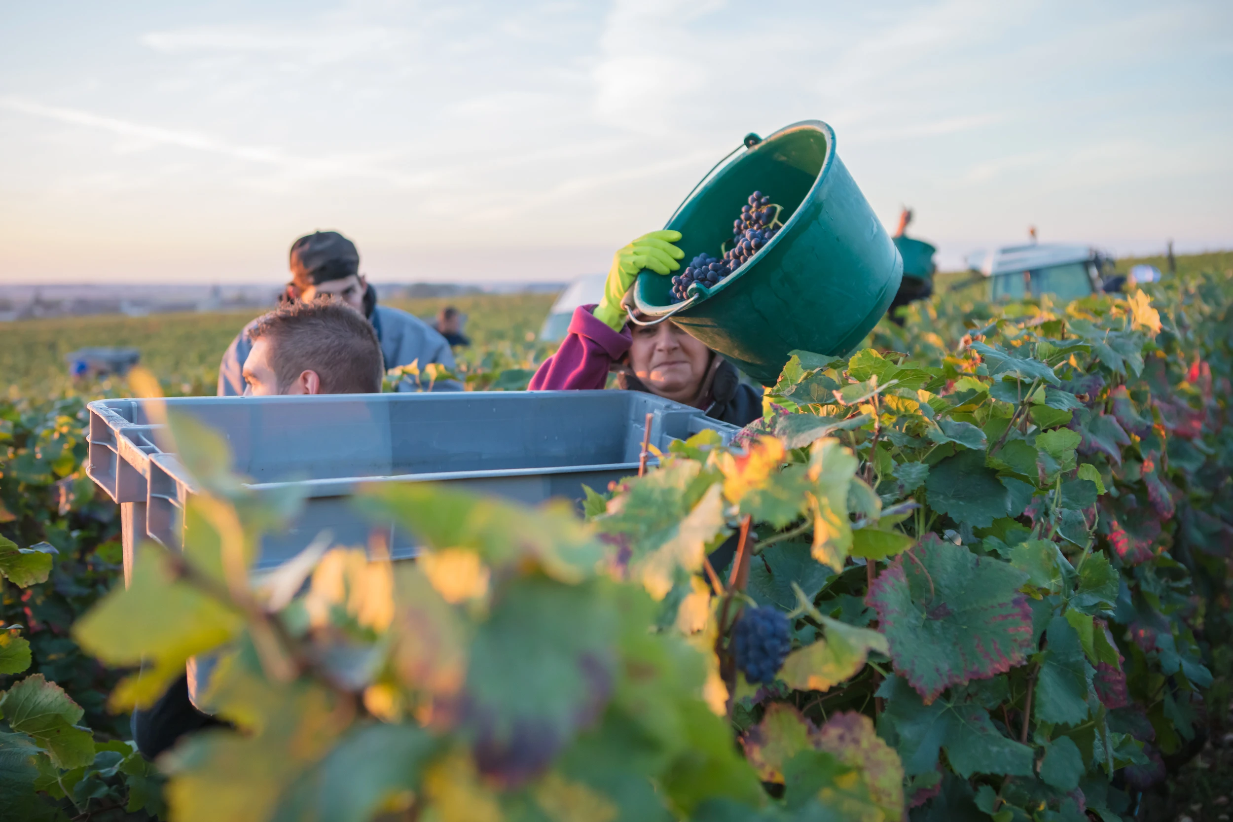 Harvest worker pouring grapes into a large bin – Vosne-Romanée vineyard