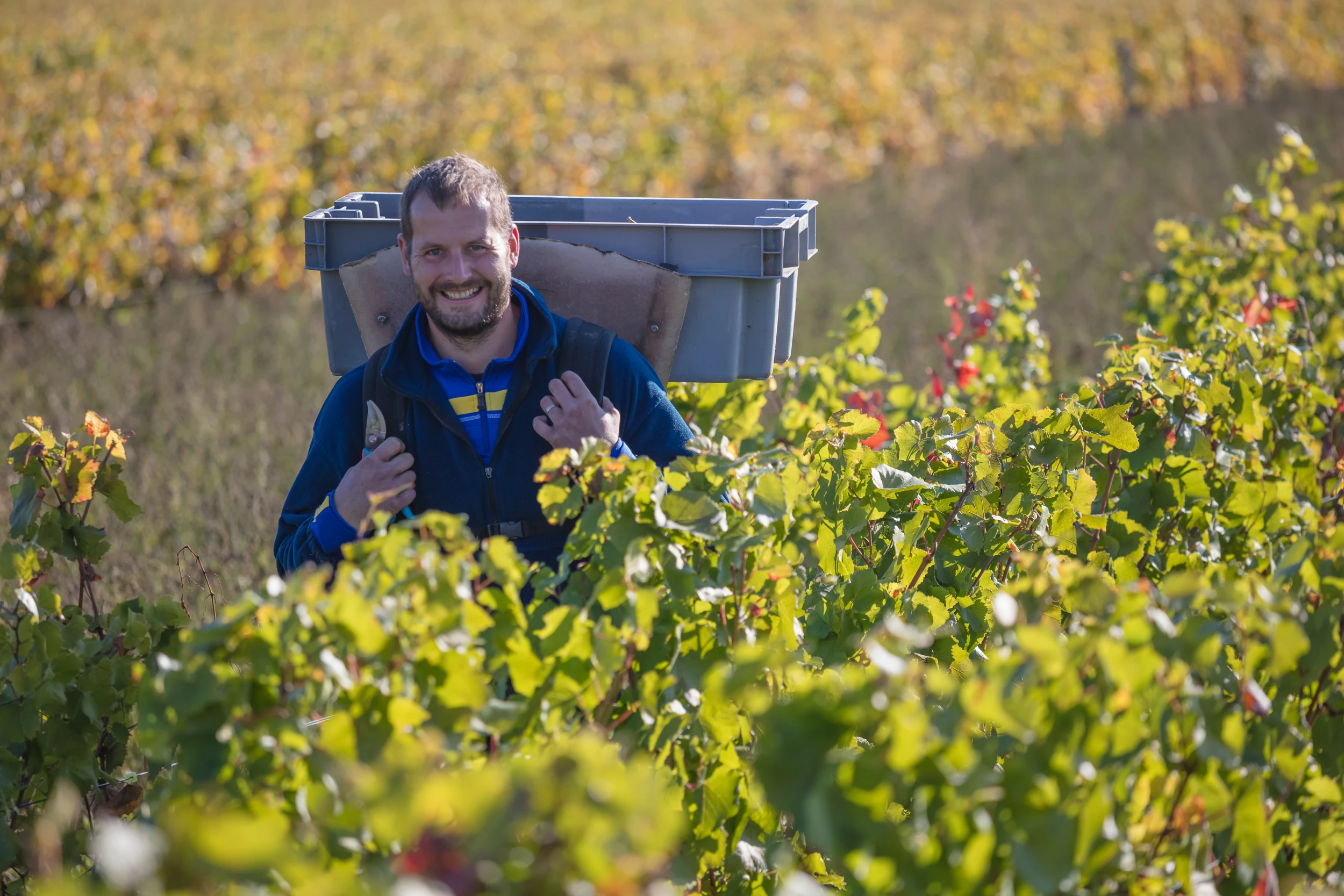 Smiling vineyard worker during grape harvest at Gros Frère et Sœur, Vosne-Romanée