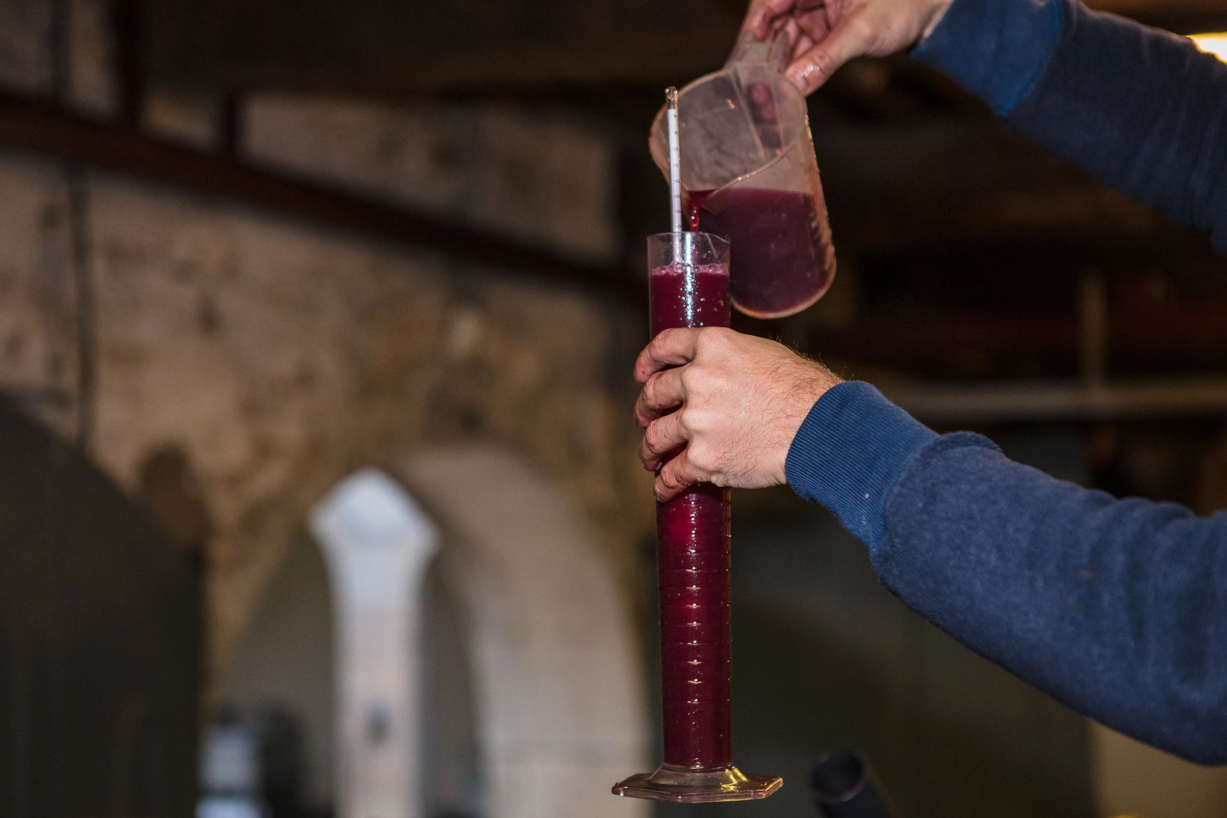 Measuring must density during fermentation at Gros Frère et Sœur winery in Burgundy.