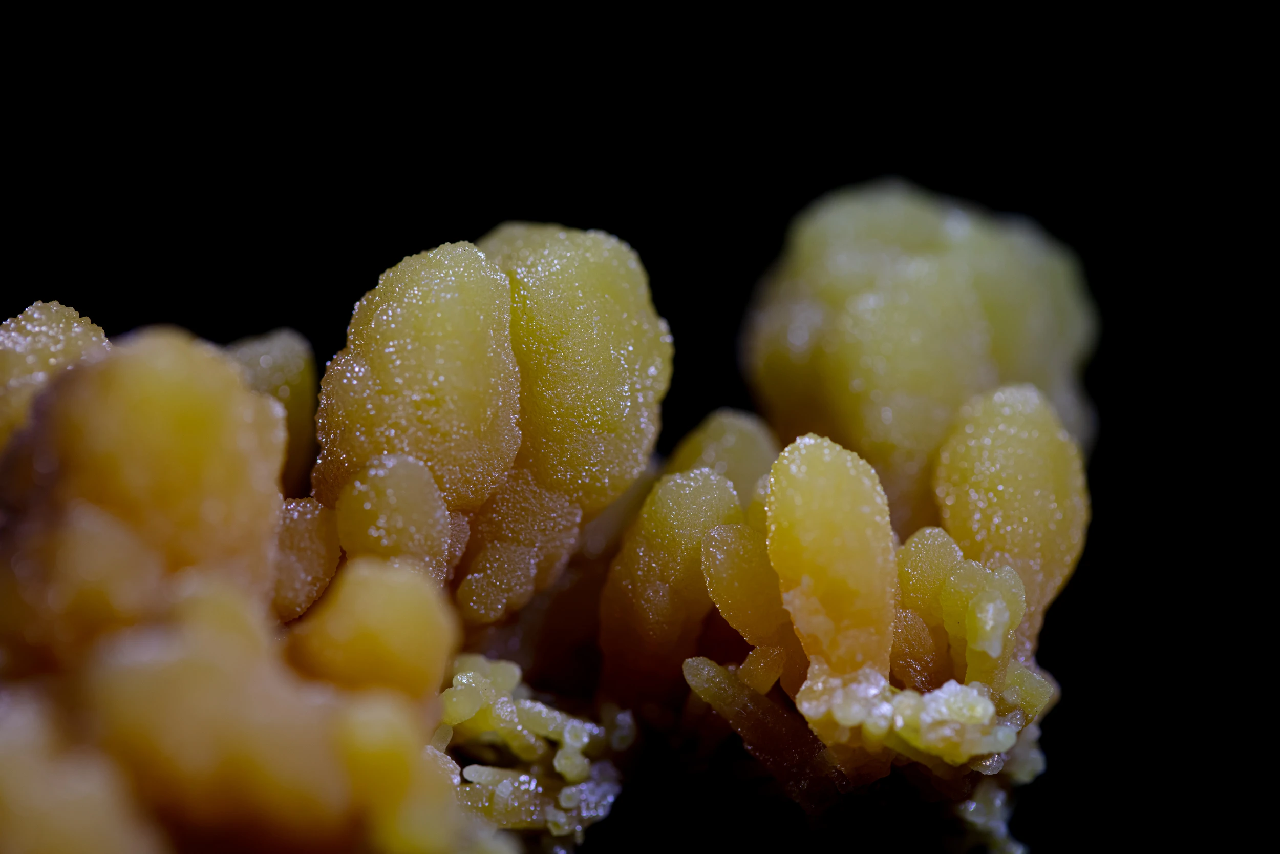 Close-up of yellow mimetite crystals from Ojuela Mine, Mexico, showing botryoidal texture and detailed studio lighting.