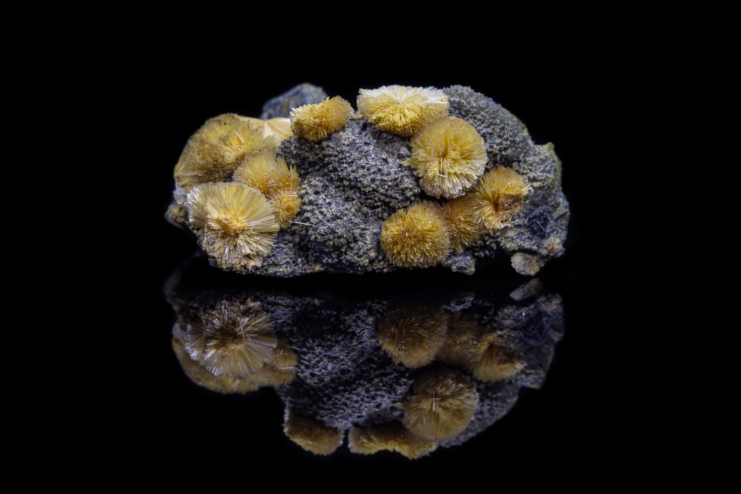 Studio photograph of valentinite mineral cluster with radial yellow tufts on matrix, reflected on black vinyl surface.