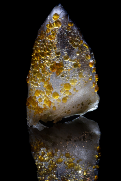 Full view of a smoky quartz point studded with amber spessartine garnets, backlit so the crystals glow, mirrored on black vinyl, Tongbei, China