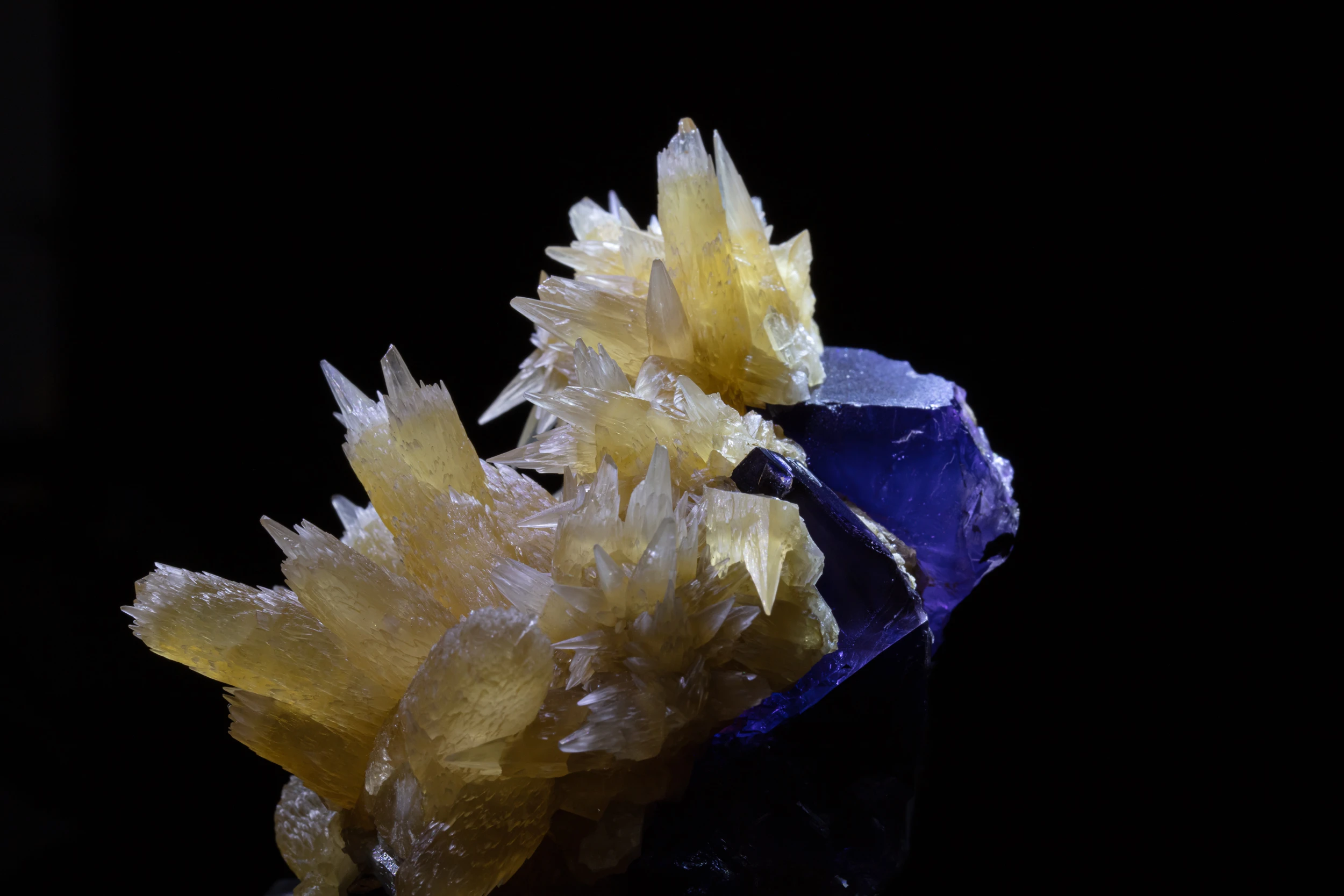 Calcite crystals on deep purple fluorite from Illinois, USA, photographed on black background