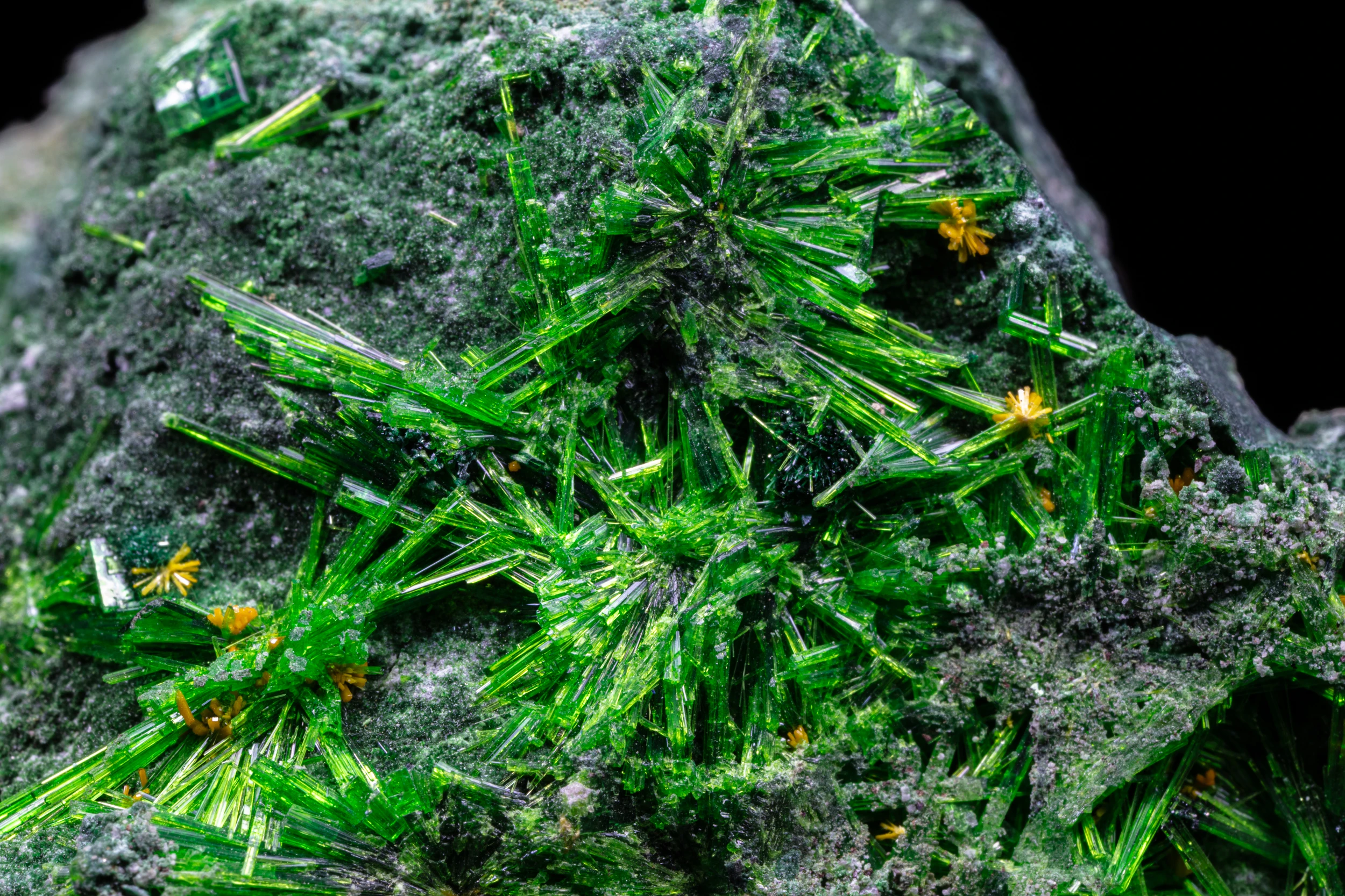 Macro photograph of vivid green Cuprosklodowskite crystals – Rock of Science mineral collection