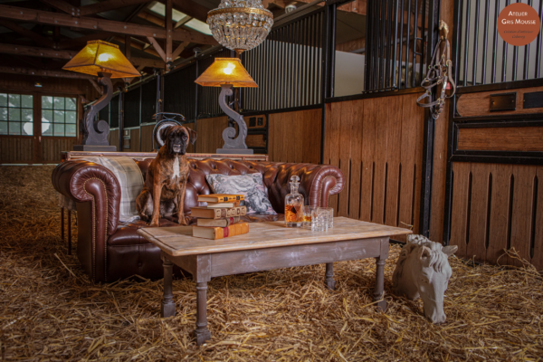 Boxer dog sitting upright on a leather Chesterfield beside a coffee table with old books and a decanter, in a stable