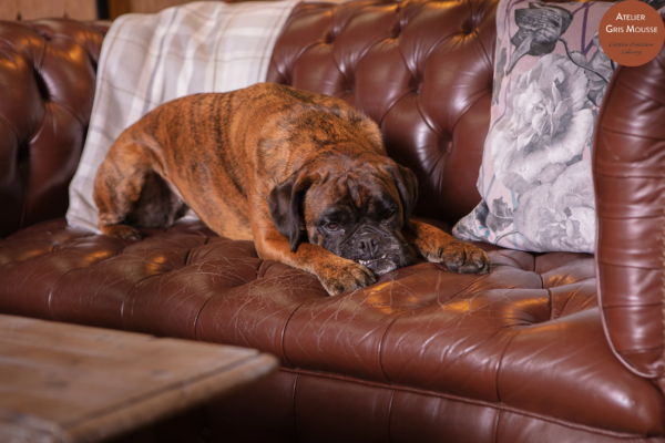 Brindle boxer dog resting on a brown leather Chesterfield beside a floral cushion