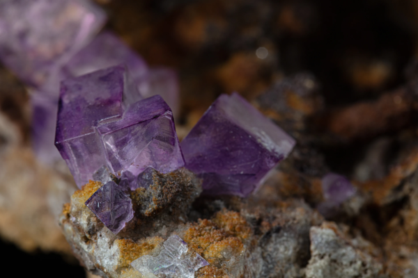 Cluster of deep purple fluorite cubes on ochre matrix, shown in shallow focus, Mexico