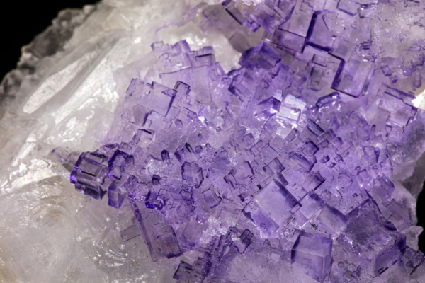 Field of small purple fluorite cubes scattered across a white celestine matrix, Mexico