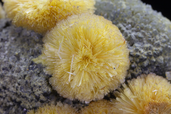 Macro view of yellow valentinite crystals radiating in tight spherical tufts on grey matrix, China